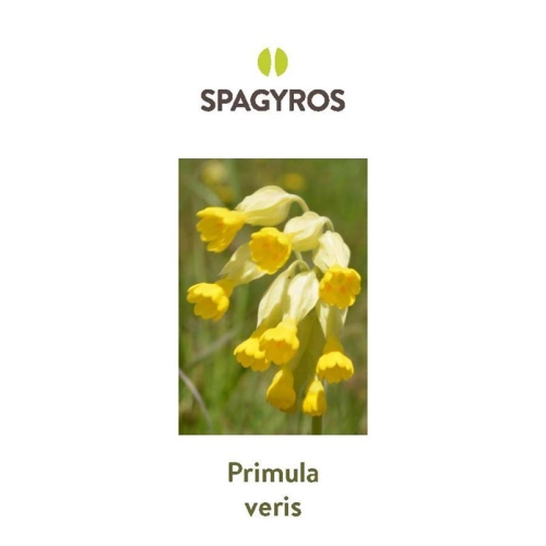 Spagyros Spagyr Primula Veris Flasche 500ml buy online