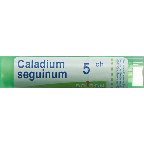 Boiron Caladium seguinum Gran C 5 4 g buy online