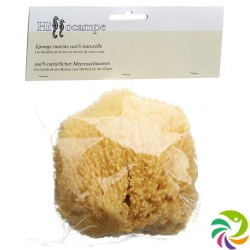 Hippocampal Natural Sponge 338