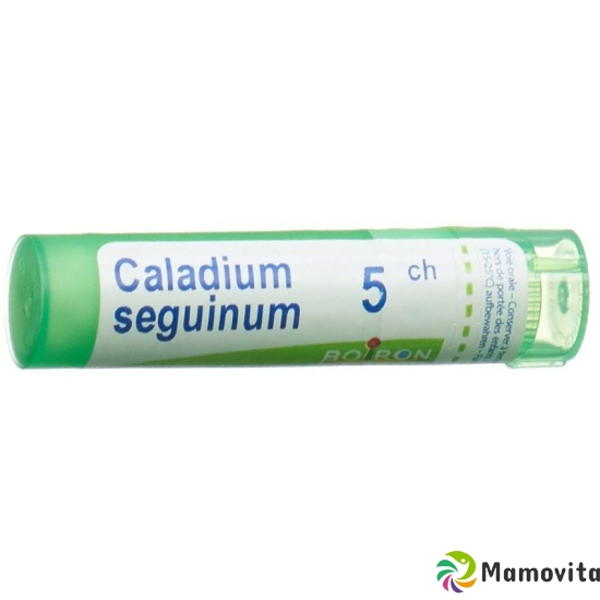 Boiron Caladium seguinum Gran C 5 4 g buy online