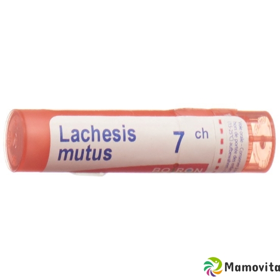 Boiron Lachesis mutus Gran C 7 4g buy online