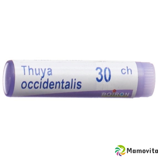 Boiron Thuya Occidentalis Globuli C 30 1 Dos buy online