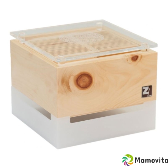 Stone pine fan Cube Mini buy online