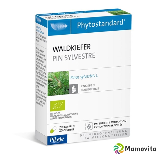 Phytostandard Waldkiefer Kapseln 20 Stück buy online