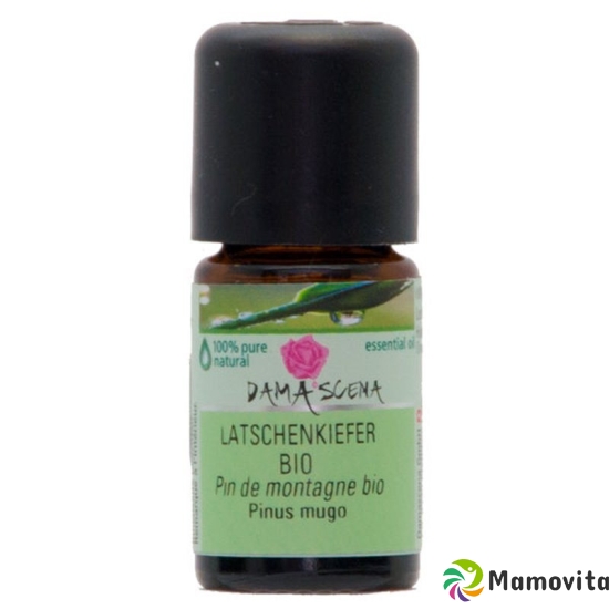 Damascena Latschenkiefer Ätherisches Öl Bio Flasche 5ml buy online