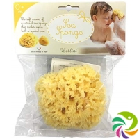 Bellini Sea Sponge Small