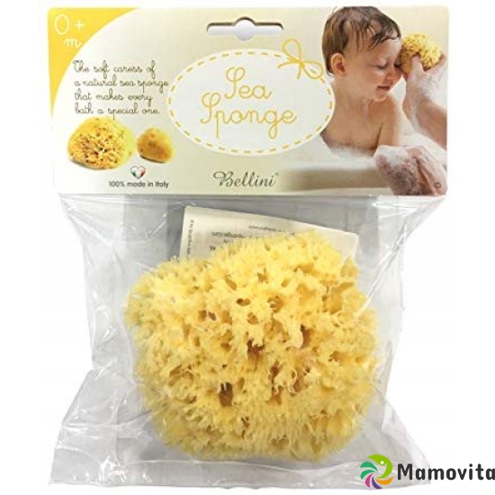 Bellini Sea Sponge Small buy online