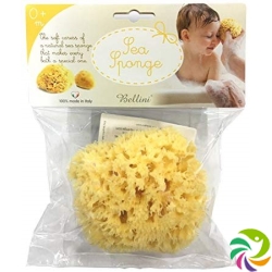 Bellini sea sponge large