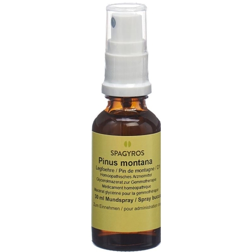 Spagyros Gemmo Pinus Montana Glyc Maz D 1 30ml buy online